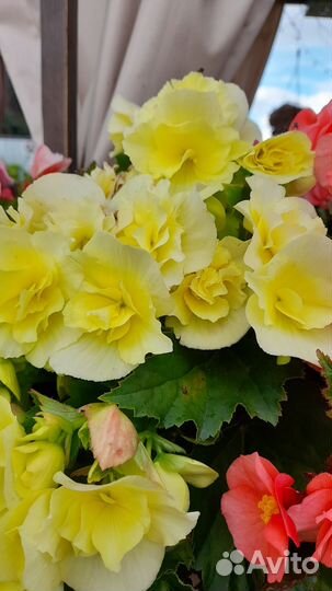 Бегония черенки