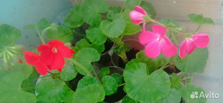 Каланхоэ цветущий,розебудные пеларгонии