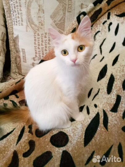 Кошечка