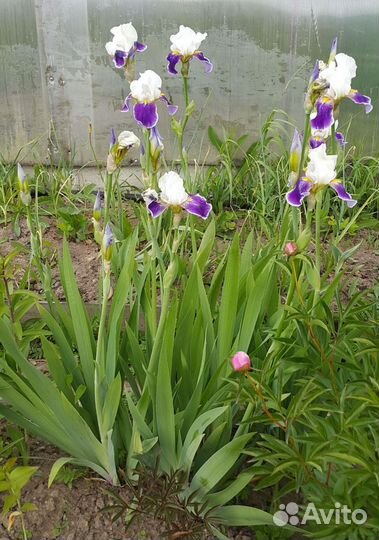 Ирисы луковицы