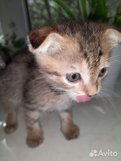 Шотландская вислоухая кошка бесплатно