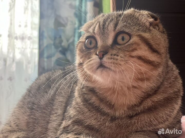 Шотландская шиншилла