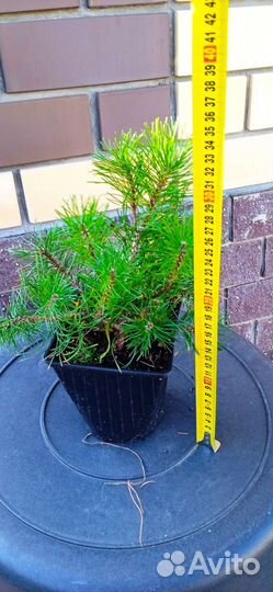 Сосна Муго Мугус, Ель карликовая