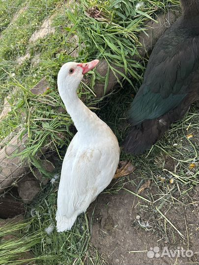 Утки(Индоутки)