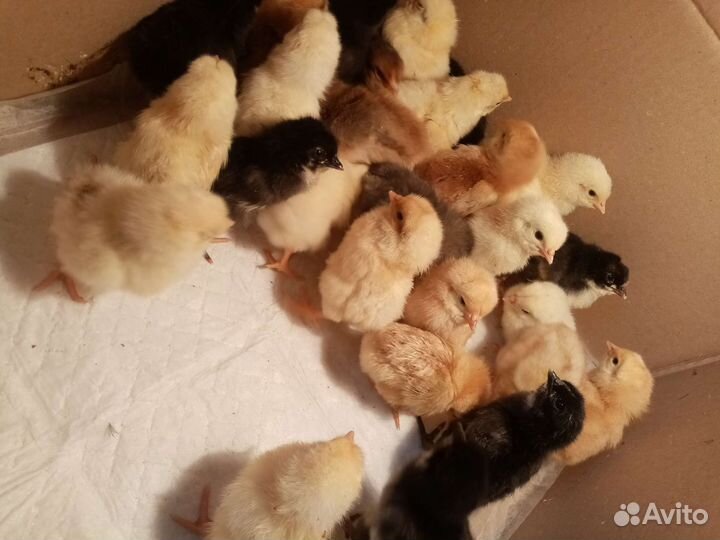Цыплята