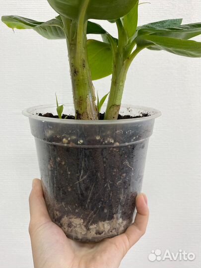 Банан комнатный