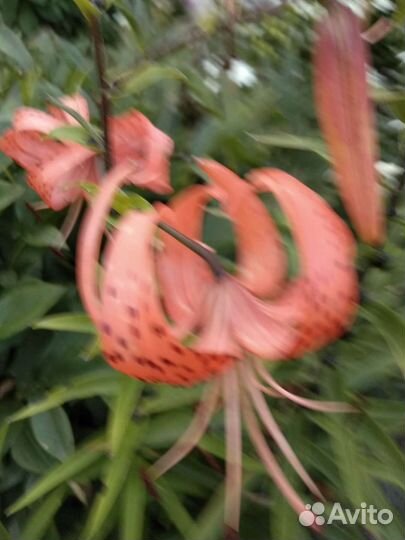 Садовый цветок аконит кустом,лилии