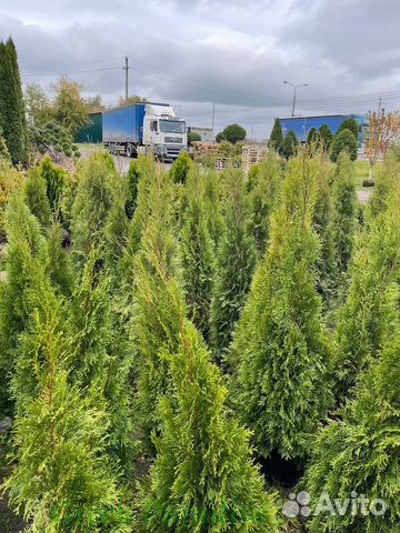 Туя Смарагд extra