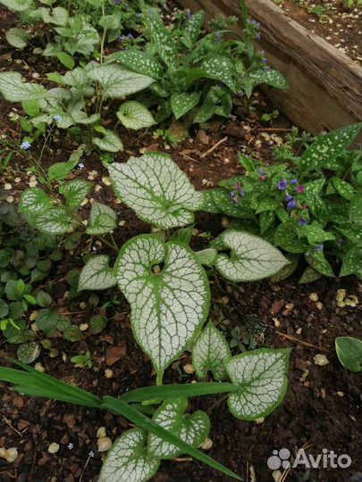 Садовые растения