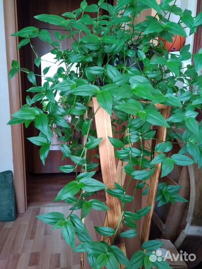 Традесканция,ранункулюсы,сциндапсус,мальва,хоста