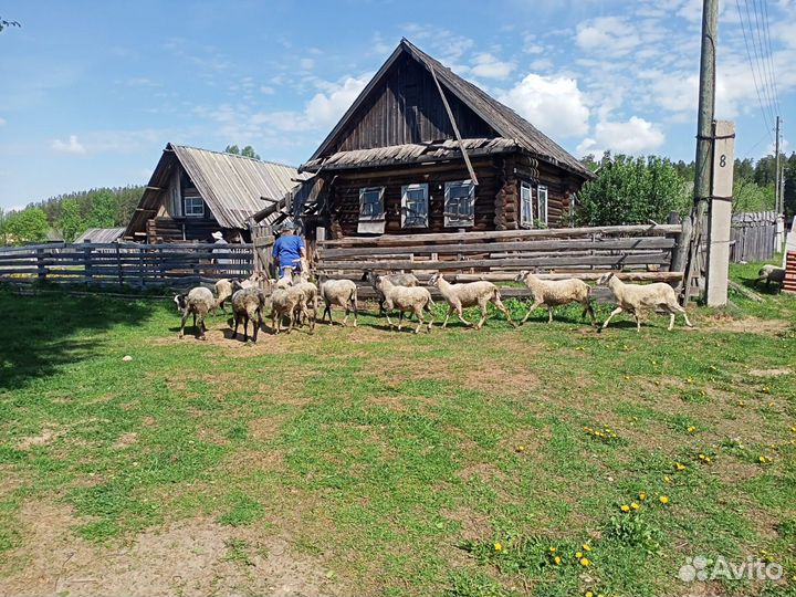 Овцы и бараны