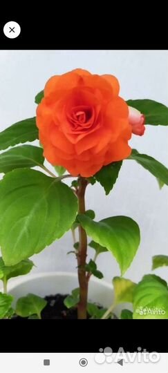 Бальзамин махровый