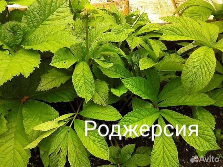 Многолетники в горшках для тенистых мест