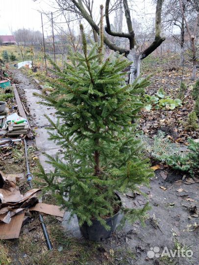 Ель обыкновенная в горшке