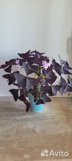 Баттерфляй