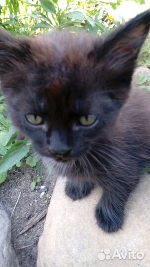 Отдам котика