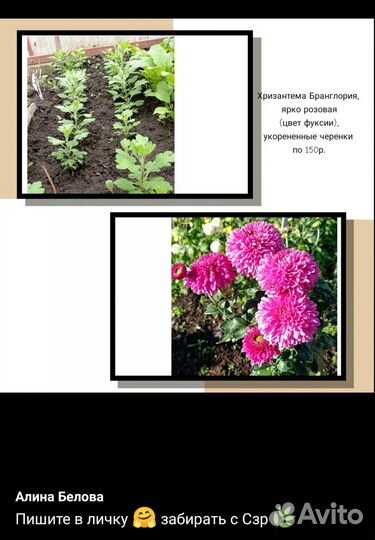 Многолетние садовые цветы, пишите мне в личку