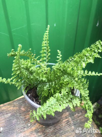 Комнатные цветы