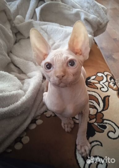 Котенок сфинкса