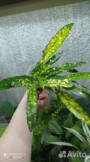 Кротон Gold Star