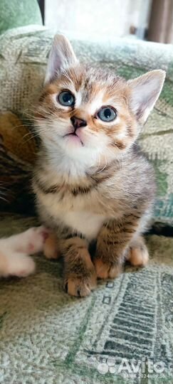 Домашние животные котята