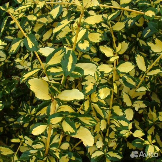 Бересклет Форчун