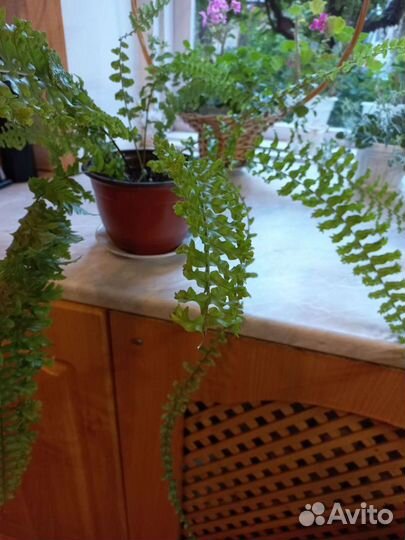 Папоротник комнатный кучерявый(нефролепис)