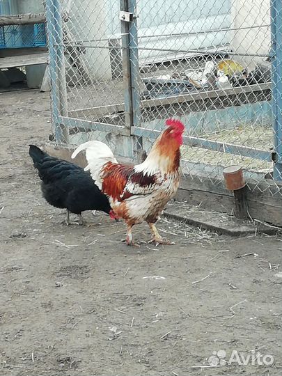 Петухи породистые
