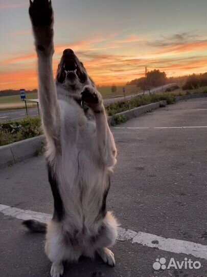 Дрессировка, тренировка, выгул, социализация собак