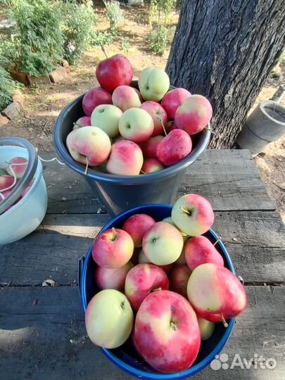 Яблоки домашние