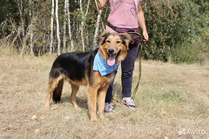 Супер пёс в добрые руки