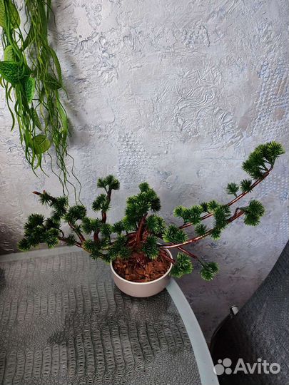 Бонсай-мини дерево