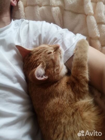 Отдам в добрые руки котика