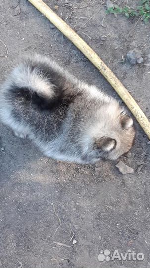 Девочка. С документами РКФ