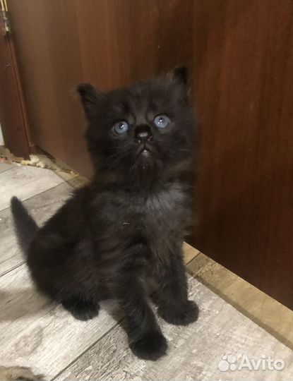 Мейн-кун метис