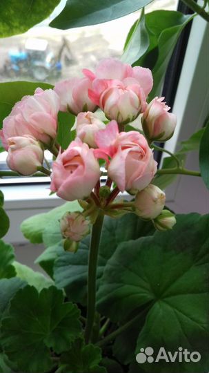 Пеларгония герань Denis