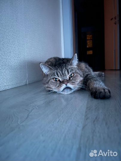 Отдам кота в добрые руки