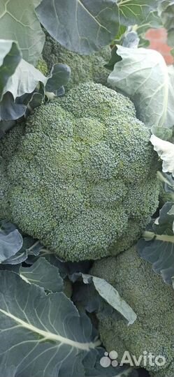 Капуста брокколи