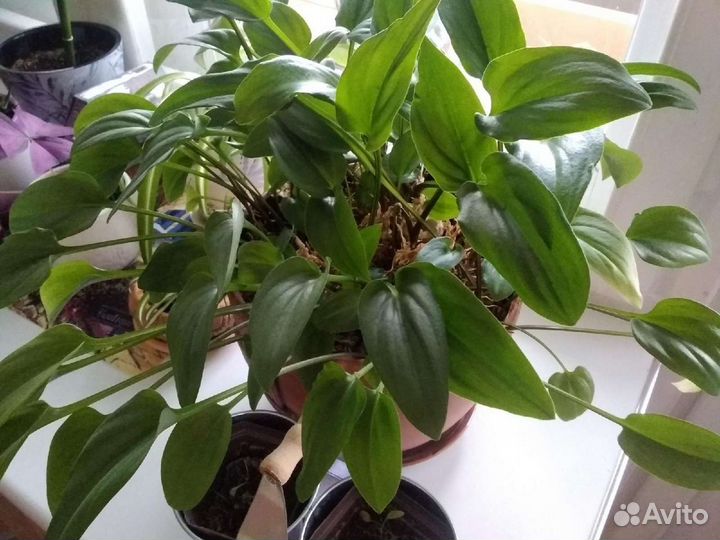 Комнатные цветы