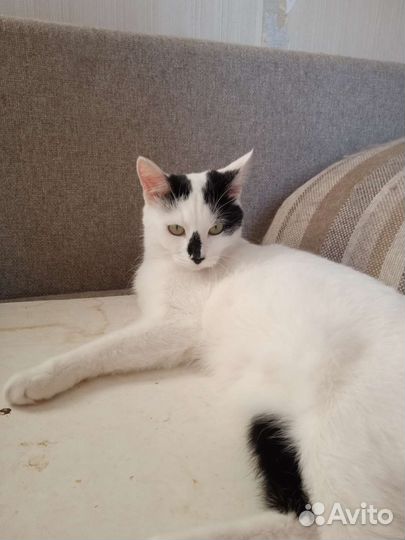 Две девочки в добрые руки