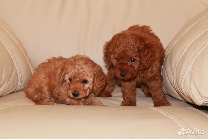 авито юрга животные