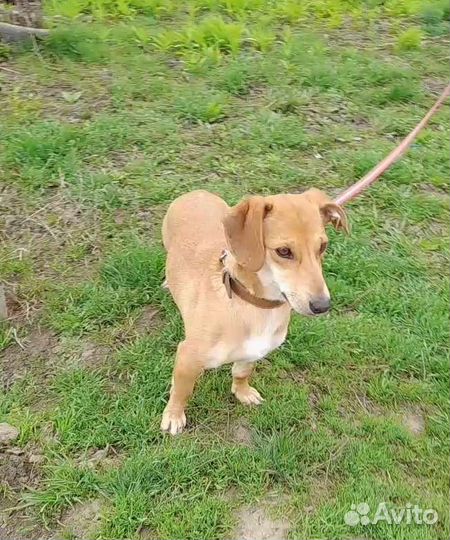 Маленькая ласковая девочка в добрые руки