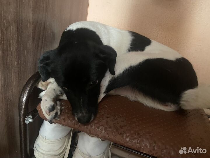 Маленькая собака