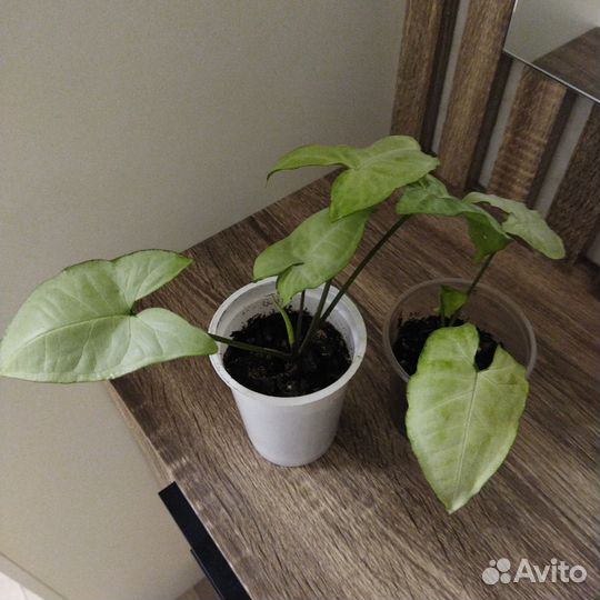 Сингониум белая бабочка сортовой