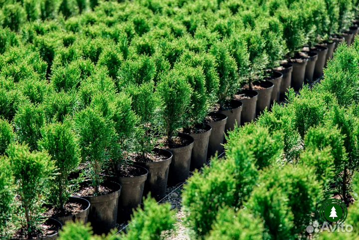 Туя крупномер артикул L-3030