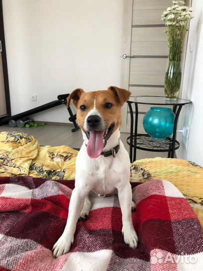 Джек Рассел терьер ищет невесту