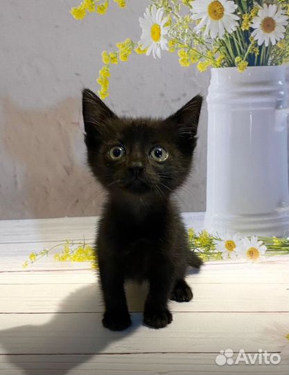 Котята 1.5 месяца