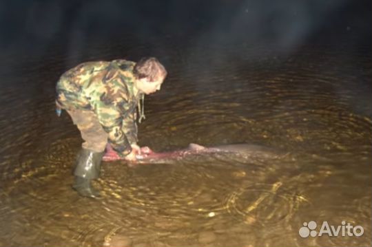 Уловистая Мышь приманка