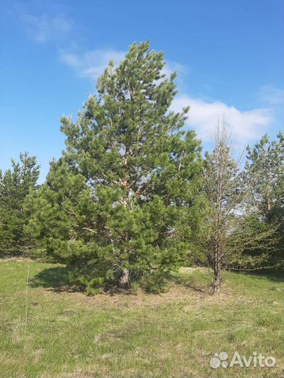 Сосна обыкновенная 7 м