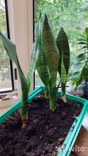 Сансевиерия